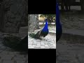 Peacock Sound