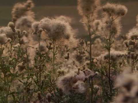sufjan stevens | ❝ a b r a h a m ❞