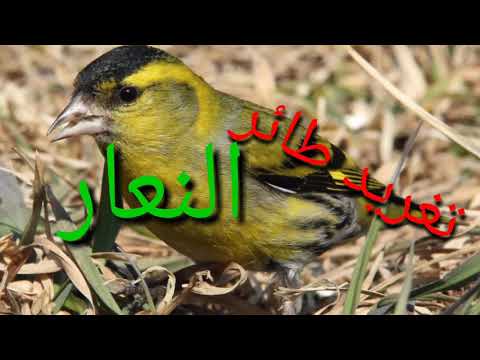 تغريد طائر النعار