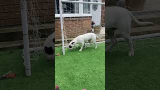English Bull Terrier Lenny Trance In Football Net