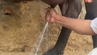 Fibrosis Masis L Teat Obstruction L Teat Spider L Teat Stenosis L Treatment Of Masis L Dr Umar