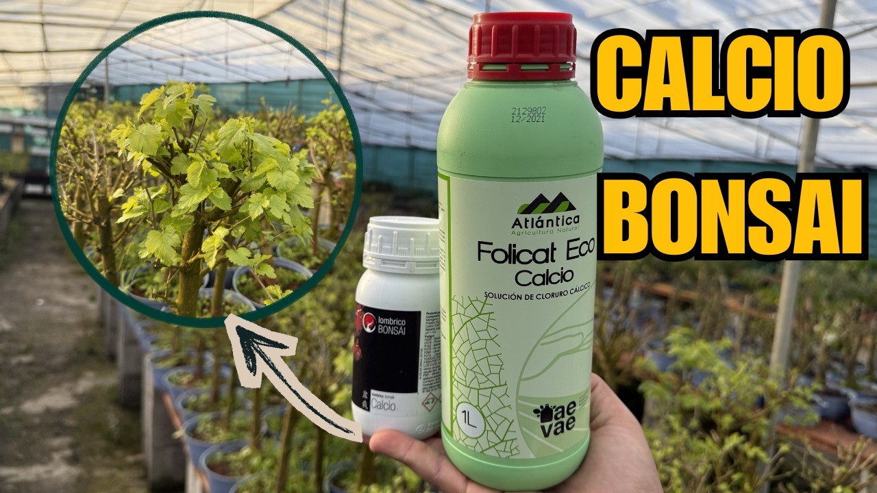 Por qué el CALCIO es clave en primavera para tu bonsái (y casi nadie lo usa bien)