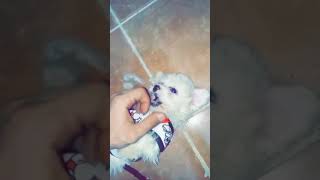 بيكو جرو مالتيز القزم  Maltese Puppy