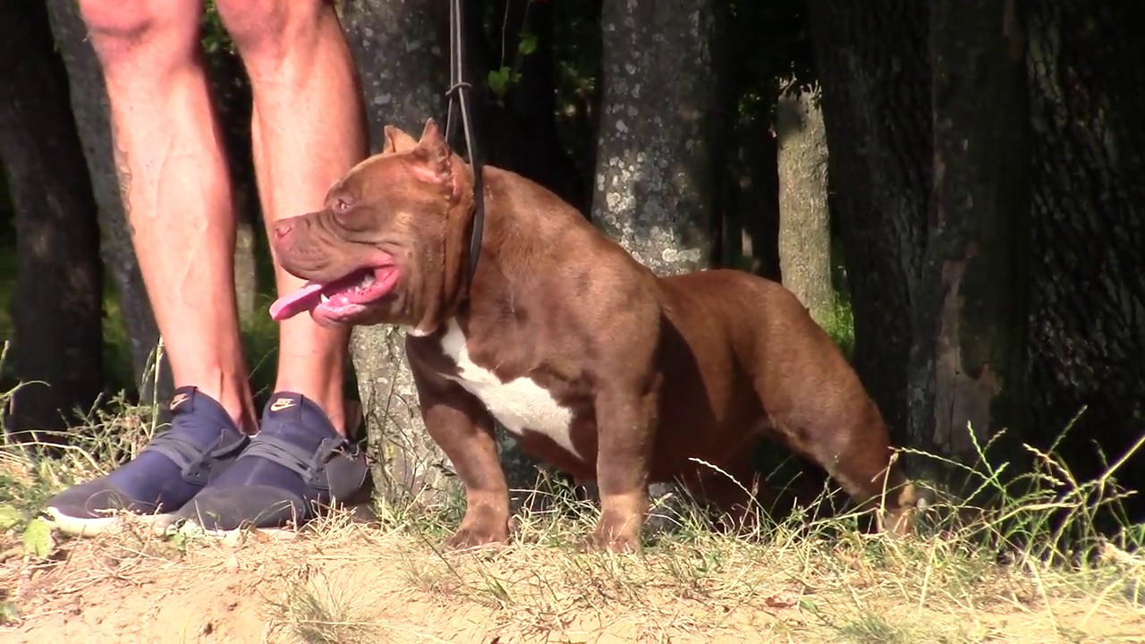 tricolor bullies, tricolor bullies romania, chocolate tri, choco ghost ...