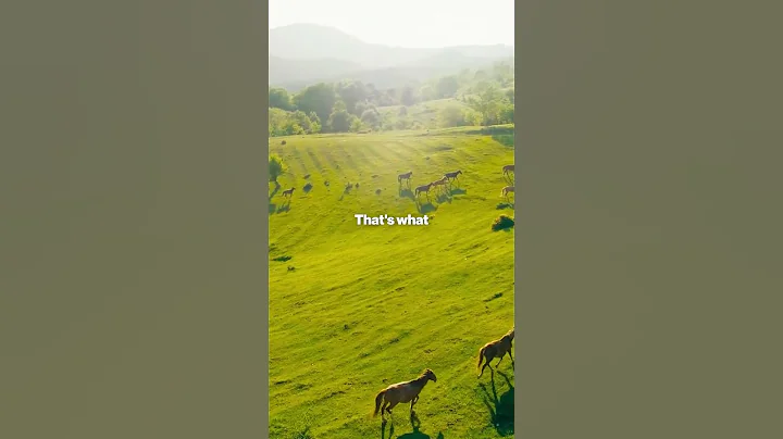 What horses can teach us about God. #shorts