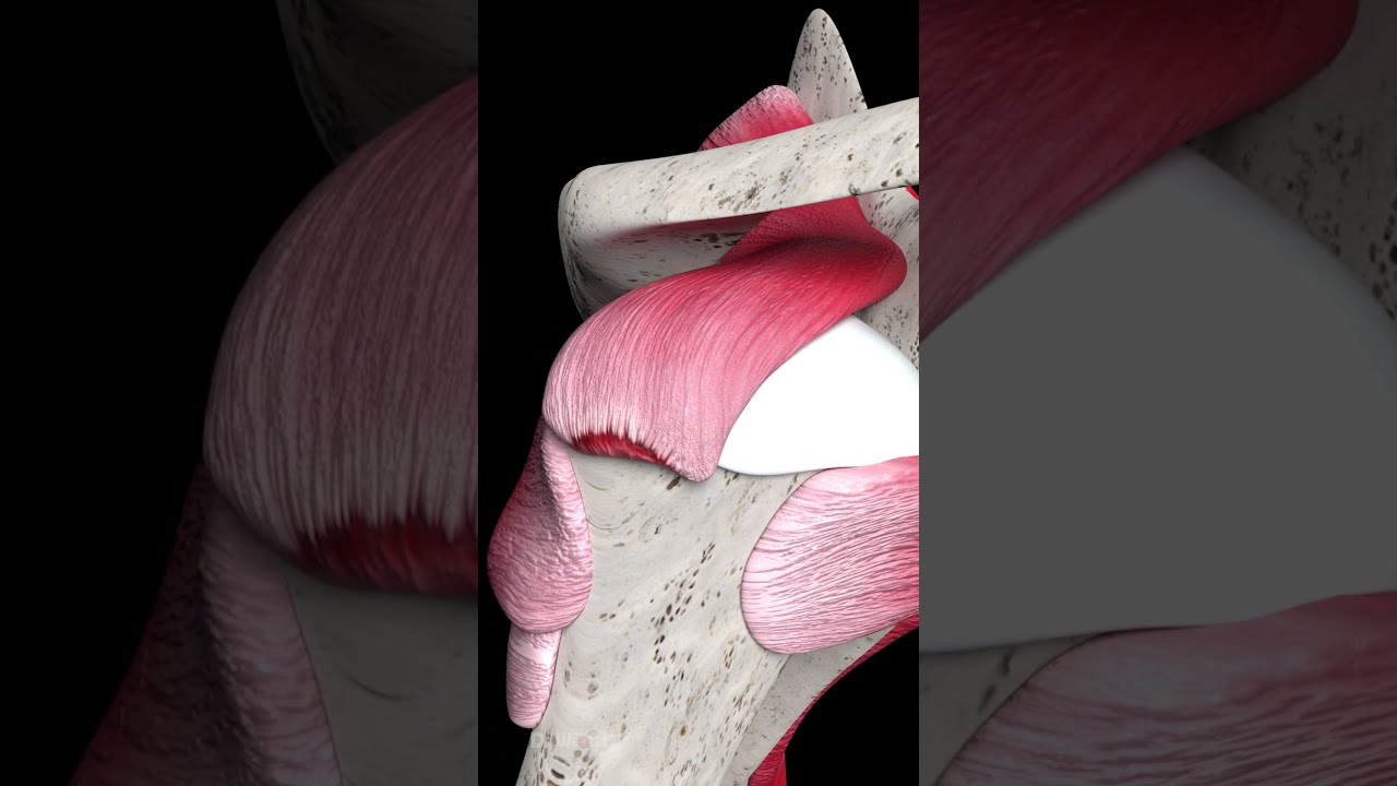 How Does Muscle Grow Animation 