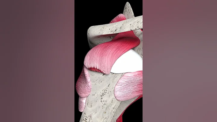 How Does Muscle Grow (Animation)