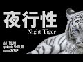 「8月17日」「闇の中でも自由自在」Night Tigerライブ配信