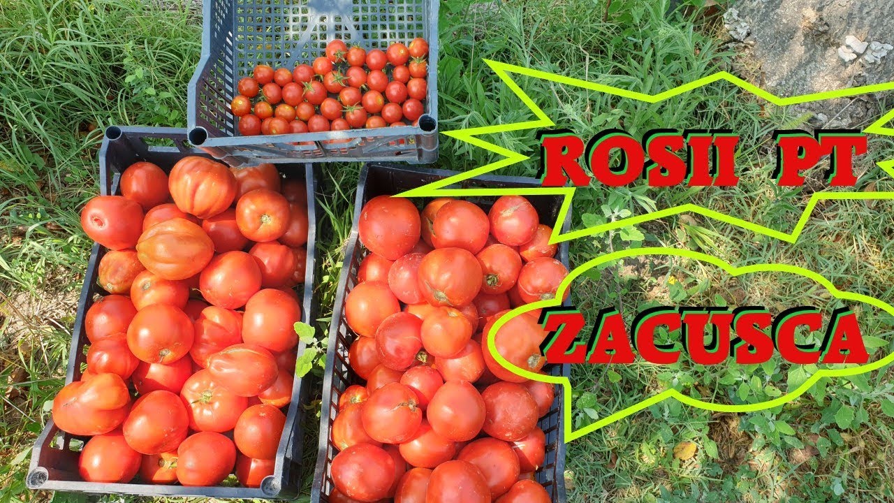 AM CULES ULTIMELE ROSII DE LA GRADINA MEA PT ZACUSCA educatieve stemtest