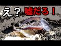 また想定外？マンディブラリスという名のクワガタを掘ったのだが…
