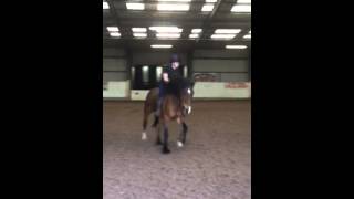 Paddy❤️ cantering bareback