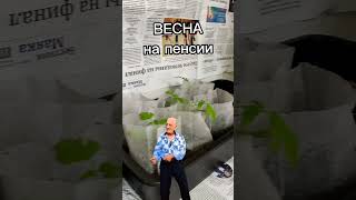 Весна на пенсии