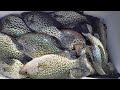 Easy Way To Catch Crappie For Dinner