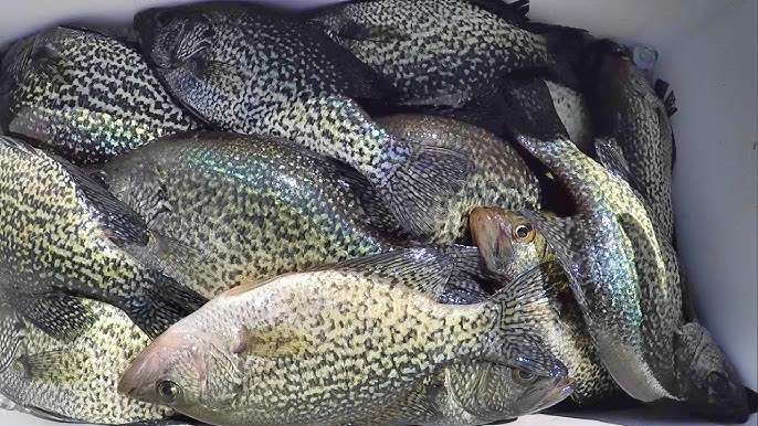 Fall Night Light Crappie Fishing 