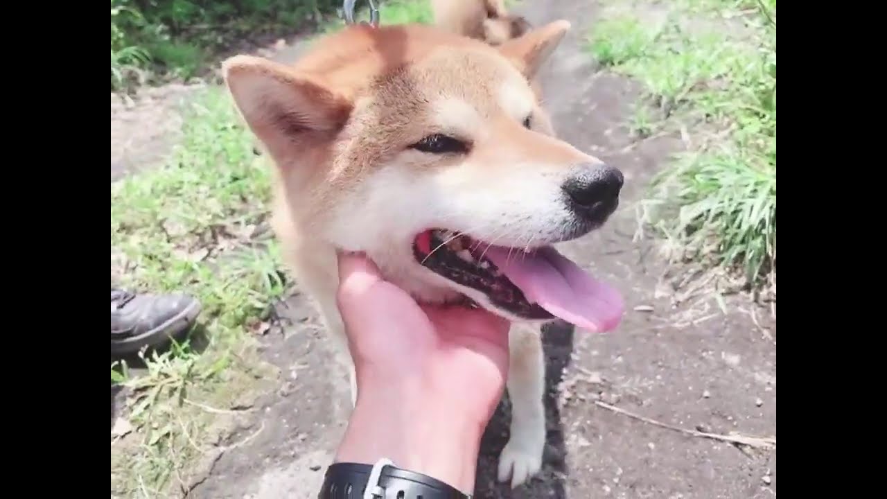 10 9 ダイ ライタ くん 柴犬 7歳 獣医師賛同型 Anifare アニフェア 保護犬 保護猫の里親募集サイト