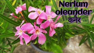 Nerium oleander, कनेर Varieties & Care, All season permanent flower plant