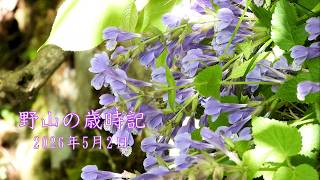 野山の歳時記】 5月最初の散策で咲いていた花ほか 2026年5月2日 - YouTube