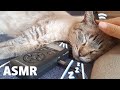 【癒やし】猫もあなたも寝かしつける😴猫を撫でる音とゴロゴロ音ASMR🐈🎶【音フェチ】