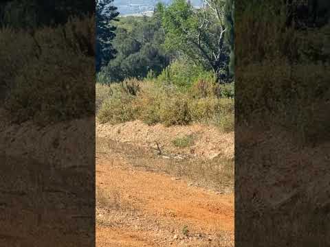 YILAN ÇİFTLEŞMESİ ( YILANLAR)#yılan