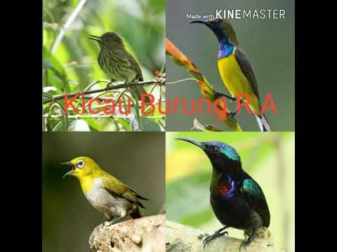 Suara Pikat Burung Pleci, Kolibri