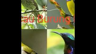 Suara Pikat Burung Pleci, Kolibri