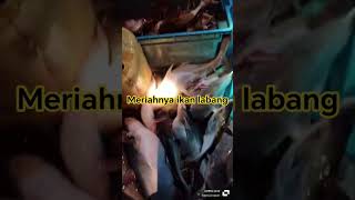 Ikan labang gaiss..Ulih bala kazen begiga.. #fishing #creativecontentcreator #food