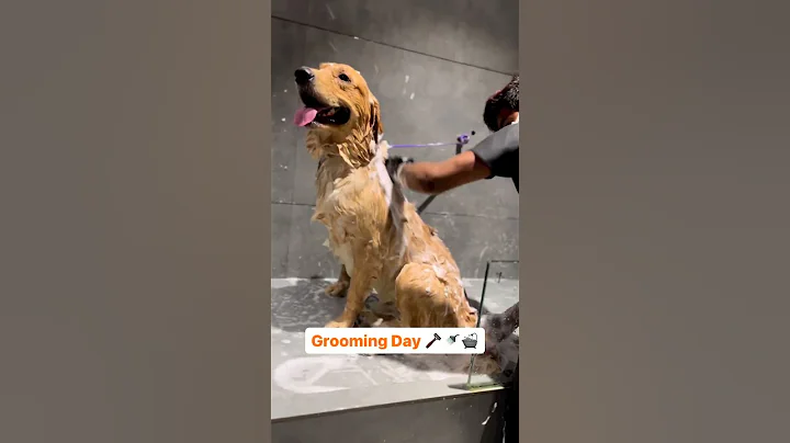 transforming Your Dog's Look: A Perfect Grooming Session! 🐕🐾#dog #shorts #care