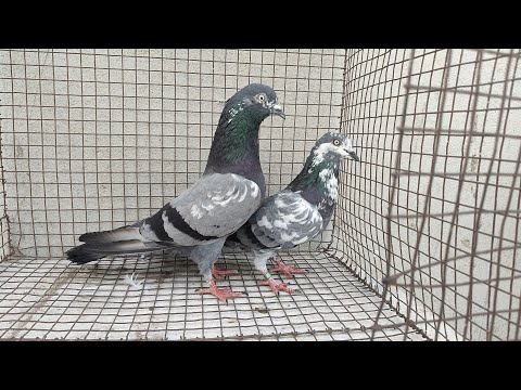 HIGHFLYING ROLLER ADULT PAIRS FOR SALE IN HYDERABAD!! 7097628422