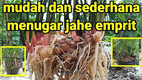 Cara mudah tanam jahe emprit dalam polybag | jahe emprit usia 4 bulan