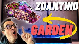 My First Zoanthid Garden, Clownfish Harem Aggression, Bubble Tip Nem Update, The Gallery Ep. 10