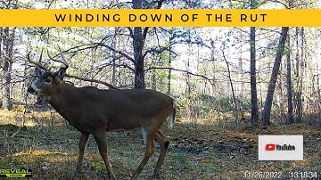 6-Point Buck Hits Scrape and Grabs a Quick Bite | Trail Cam Video