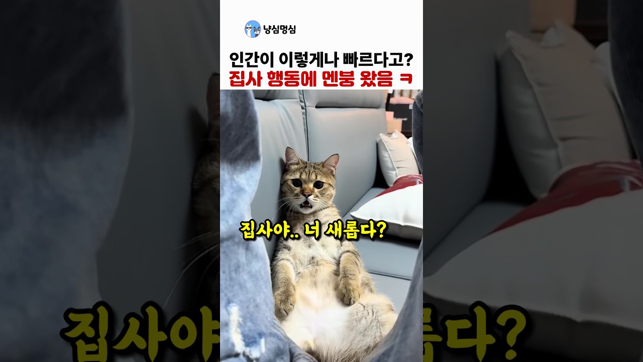 집사 행동이 믿기지 않아 멘붕 온 고양이 썸네일