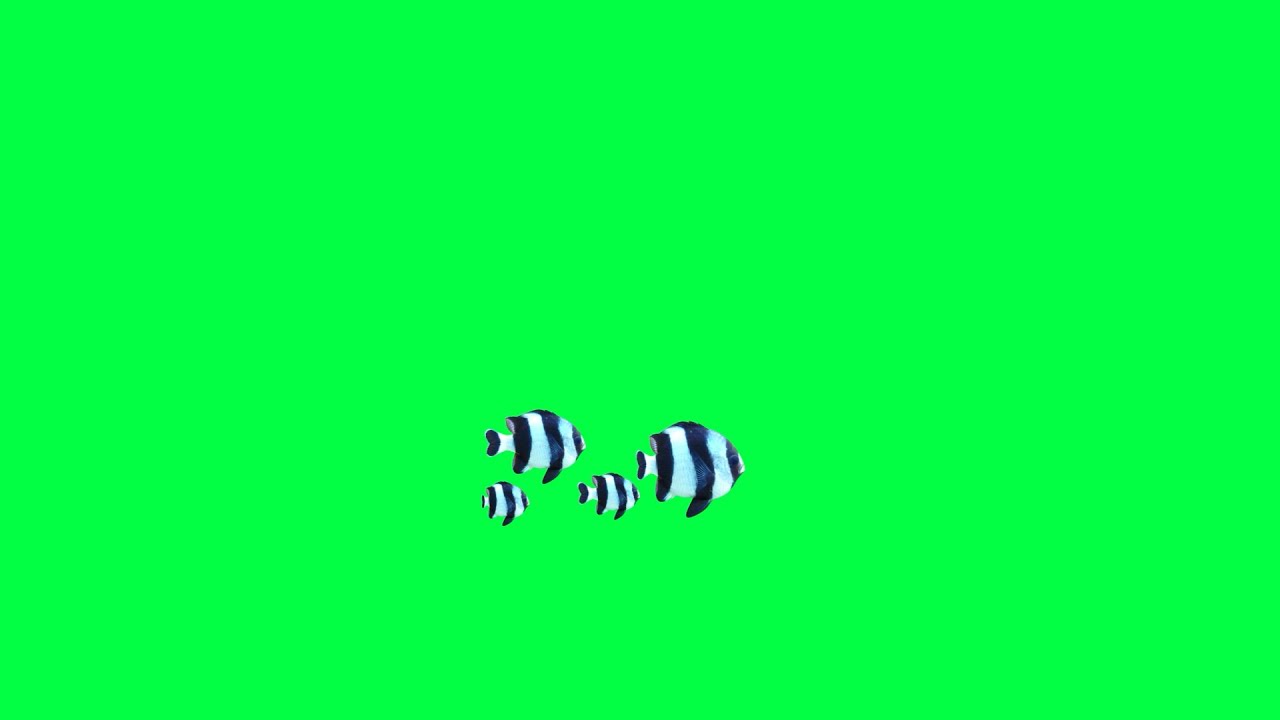 fish green screen effect video FREE DOWNLOAD video YouTube