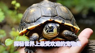探秘世界上最受欢迎的宠物龟 by 传奇故事阁 12 views 1 month ago 8 minutes, 50 seconds