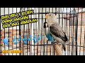 Balibu lecek bahan fighter, pancingan TOP lovebird lecek