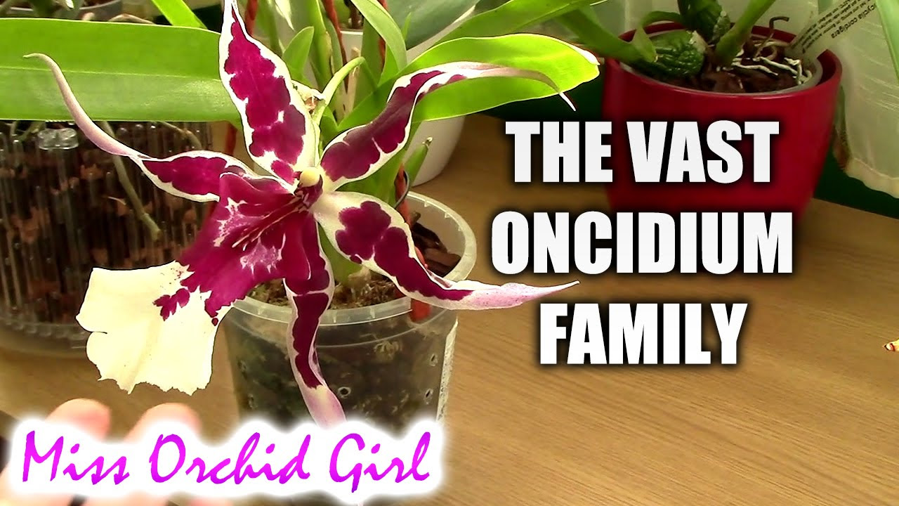 Repotting An Oncidium - A Typical 'Mass-Produced' Intergeneric