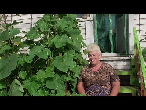 ПОДКОРМКА ОГУРЦОВ КУРИНЫМ ПОМЕТОМ. Ольга Чернова.