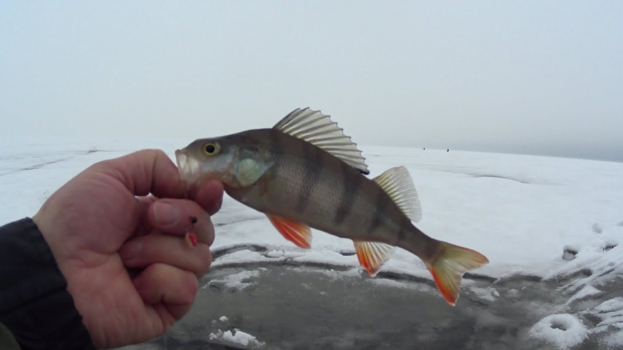 Репино. Рыбалка 1.3.26.