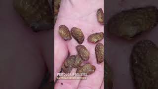 Raising Pennsylvania Endangered Mussels