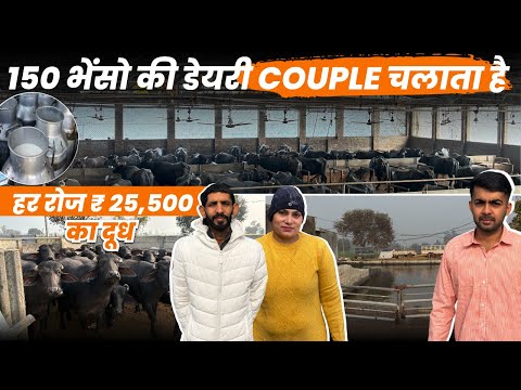 150 Murrah भैंस से करोड़ो की कमाई,Daily 400Liter दूध Murrah भैंस Dairy Business Plan 