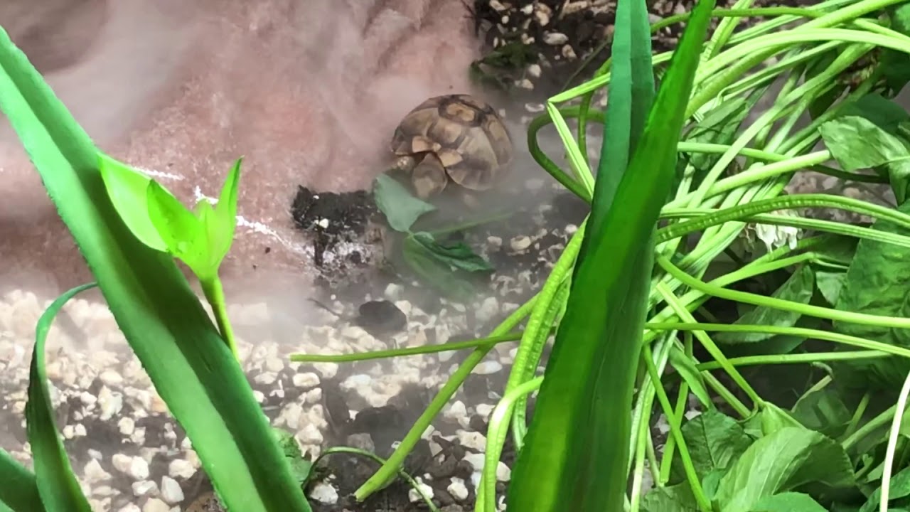 red foot tortoise diet sheet Baby Egyptian Tortoise taking a stroll around his enclosure here at tortoise town!