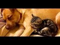 先住犬がいる家に迎えられた子猫3か月の間毎晩一緒に眠ると、まるで・・・【nekoの部屋】