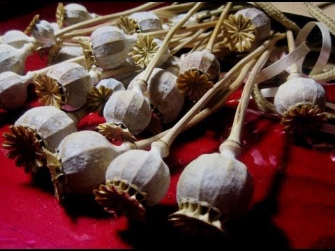 Poppy Seed Tea Recipe - YouTube