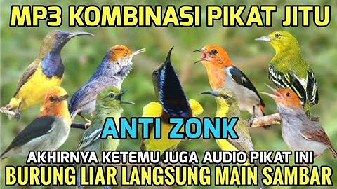 Audio Pikat Burung Kecil! Suara Pikat Sogon, Kemade, Sirtu, Prenjak Atas 100% Ampuh