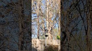 After Morning Exercise #nature #naturesounds #birdcalls #outdoors #exercise #trees #branches #leaves