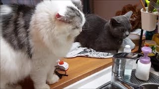 猫たちに監視されながら料理を作らなければならない状況