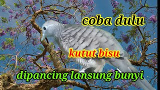 🔴suara khas anti gagal rayuan mujarab #kututlokalgacor #birds #masteranmewah