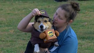 Corgis in costumes take over Middlegrounds dog park screenshot 3