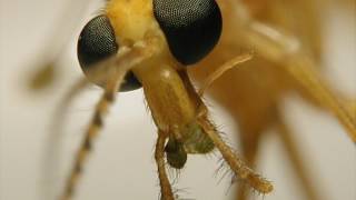 The Crane Fly