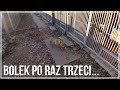 Bolek po raz trzeci...